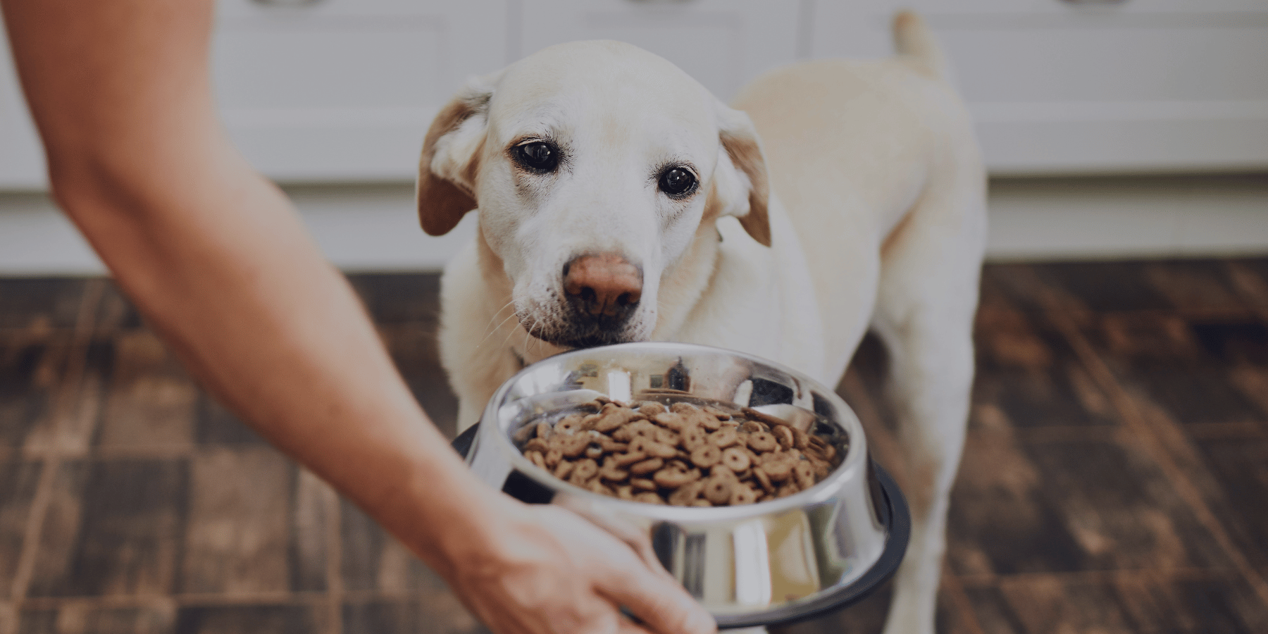 Wie oft soll ich meinen Hund füttern? – Der optimale Fütterungsplan für jede Lebensphase