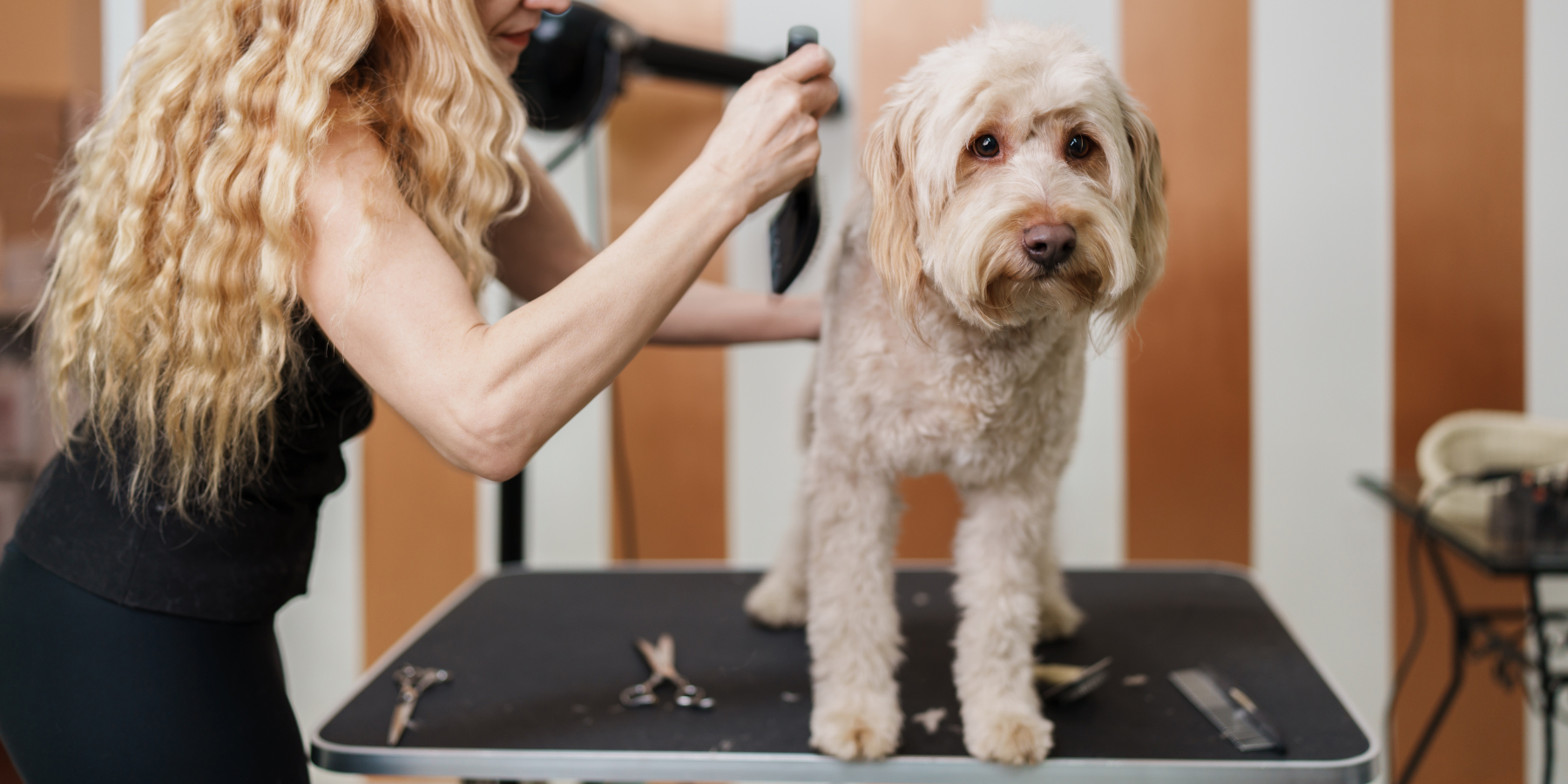 Pflege für Hundefell im Winter: So bleibt das Fell Ihres Hundes gesund und glänzend!