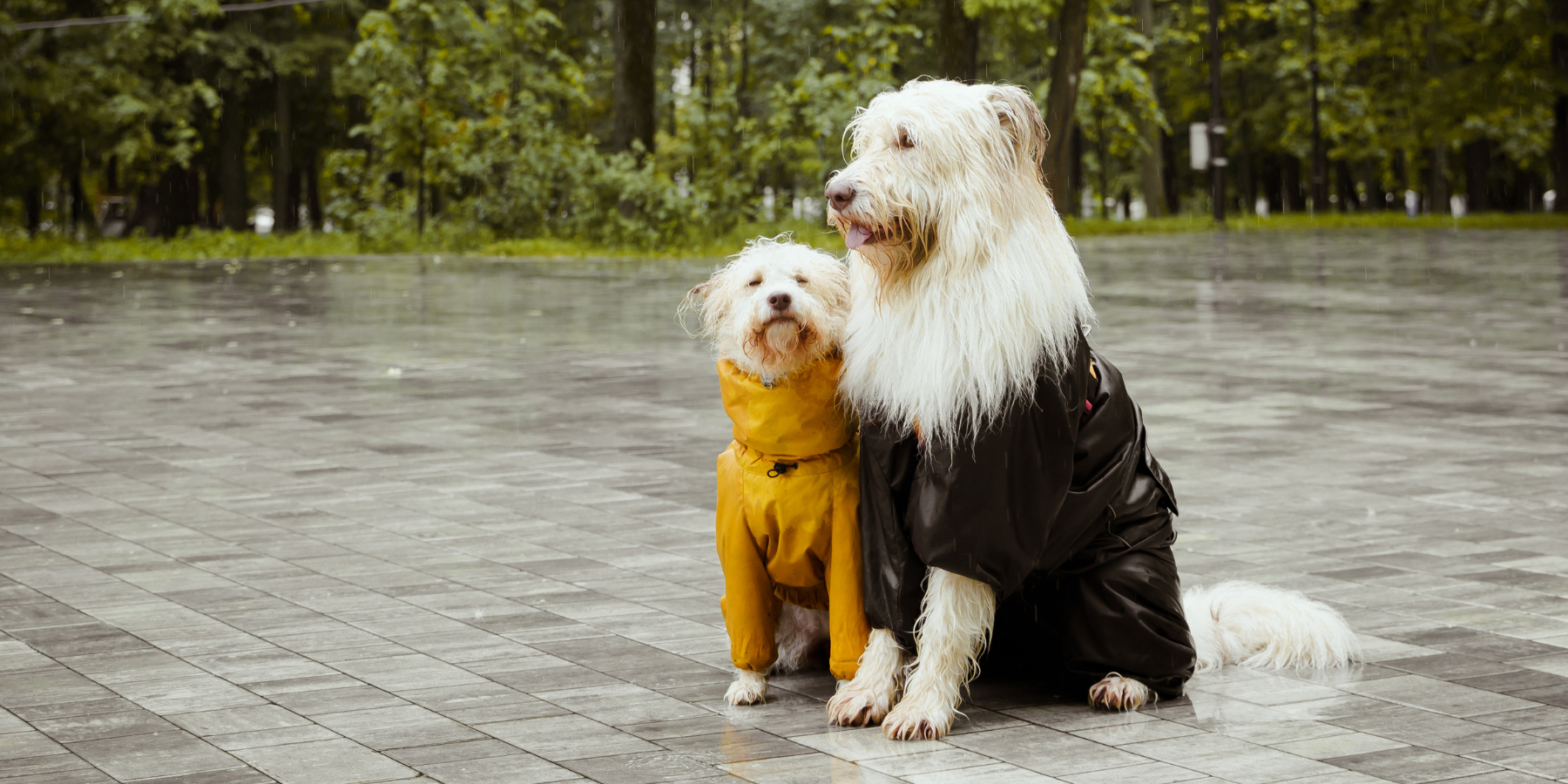 Wie Sie Ihren Hund bei schlechtem Wetter warm und gesund halten – Unsere besten Tipps und Produkte