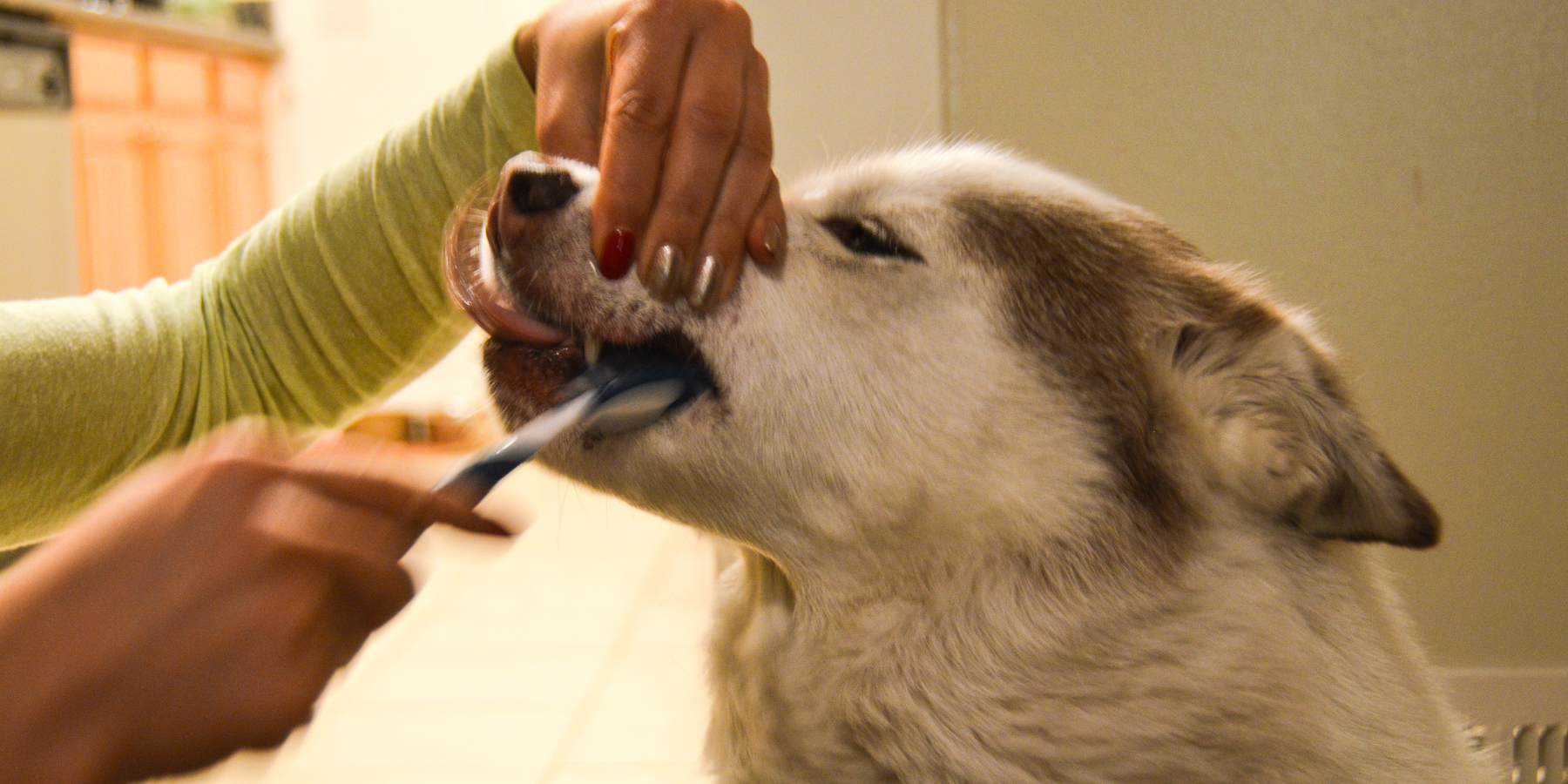 Die richtige Zahnpflege für Hunde: So wählen Sie die besten Produkte aus