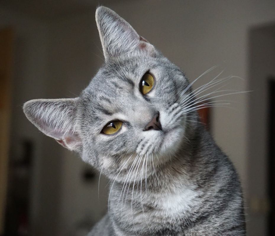 Sollte man eine Katze barfen? Alle wichtigen Fakten im Überblick