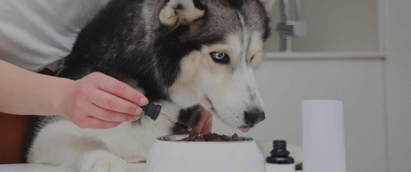 Die Vorteile von Futterergänzungen für Hunde