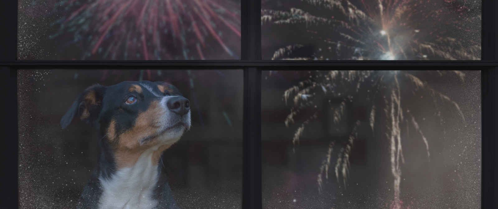 Feuerwerk am 1. August: Wie Sie Ihrem Haustier helfen können, die Angst zu lindern