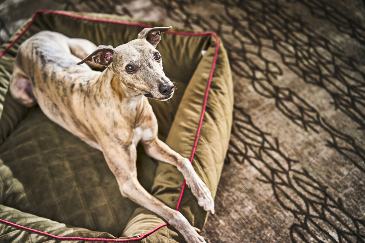 LABONI CLASSIC Hundebett  - OXFORD OLIVE