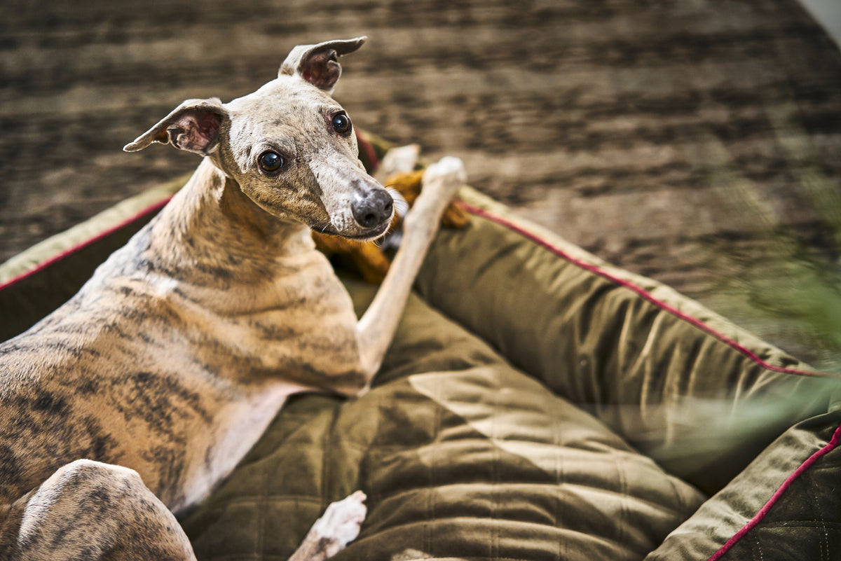 LABONI CLASSIC Hundebett  - OXFORD OLIVE