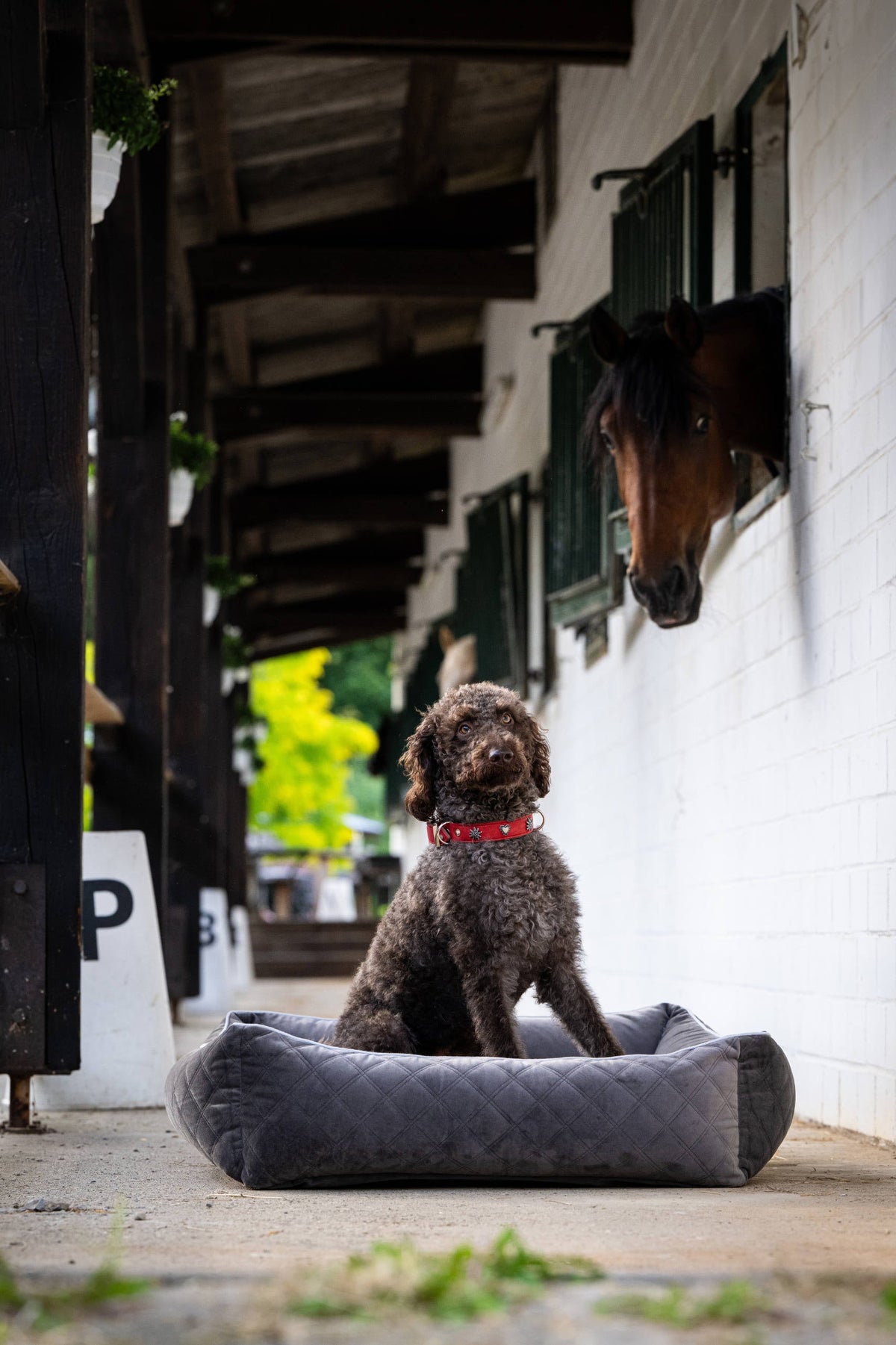 LABONI CLASSIC Hundebett  - OXFORD STONE