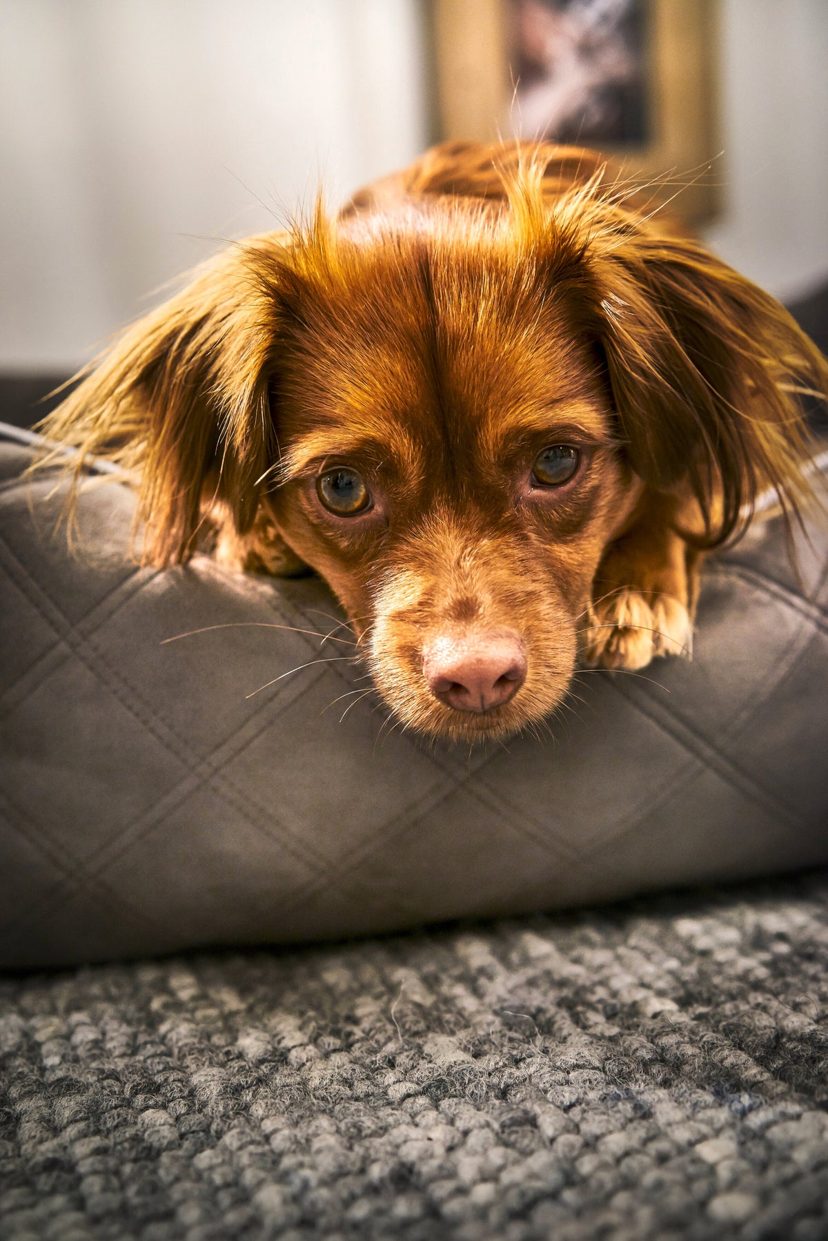 LABONI CLASSIC Hundebett  - OXFORD STONE