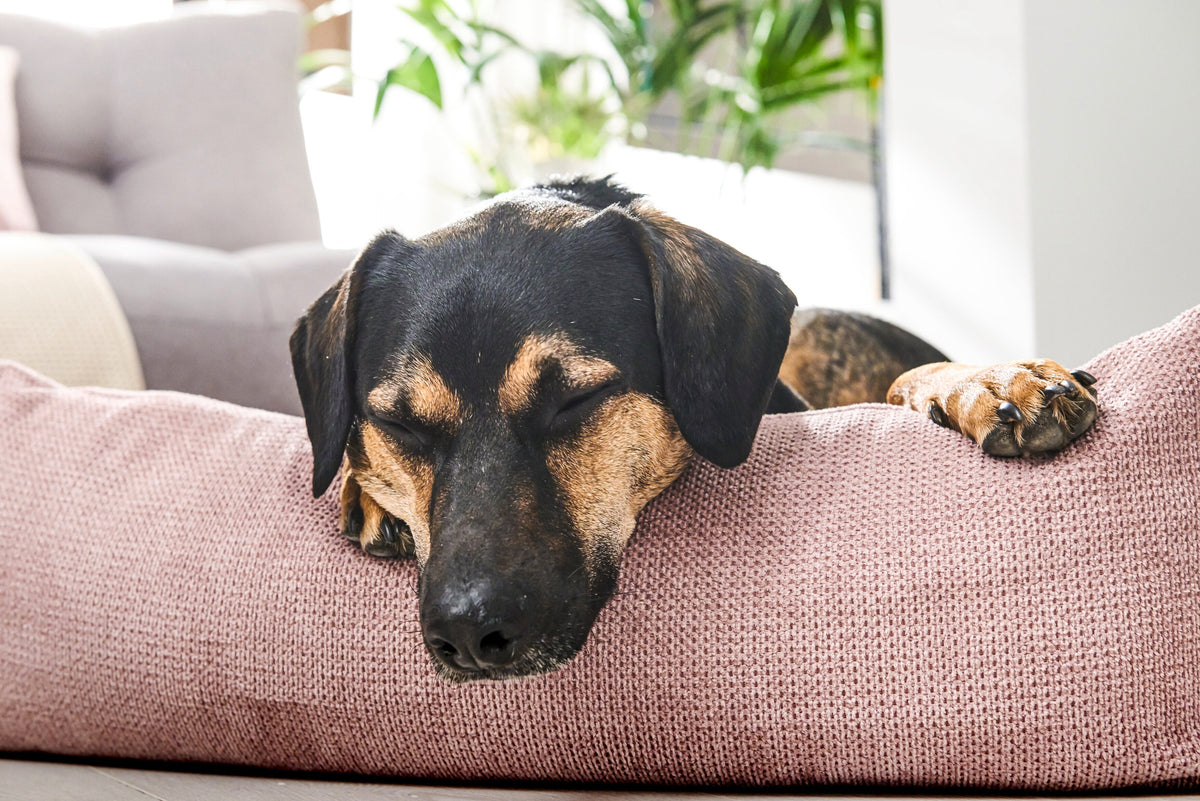 LABONI CLASSIC Hundebett  - TUDOR ROSE