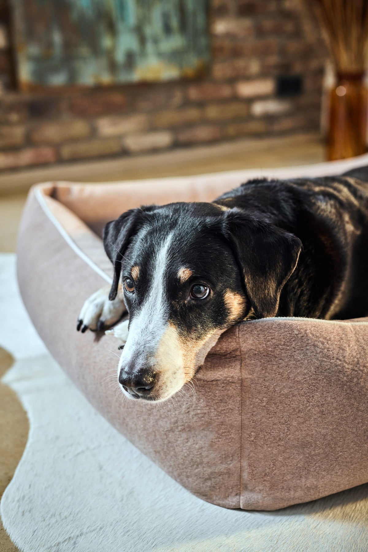 LABONI CLASSIC Hundebett  - BUFFALO CREME