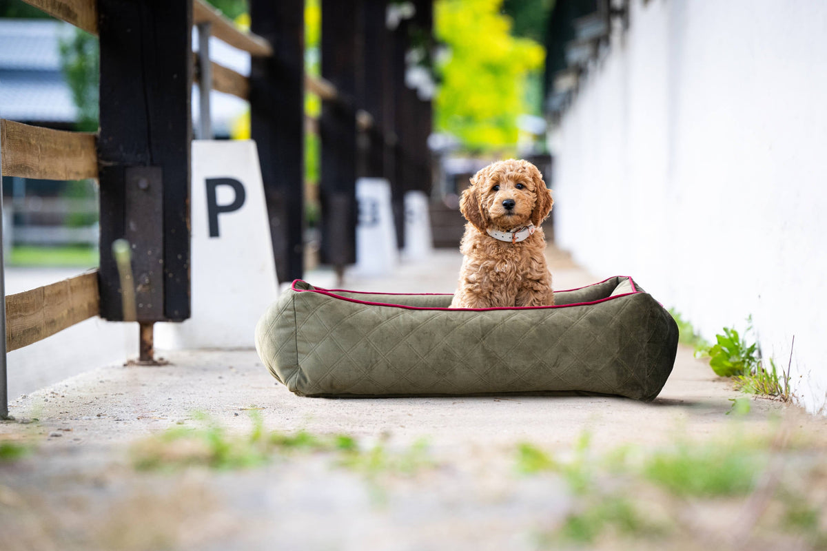 LABONI ORTHO Hundebett  - OXFORD OLIVE