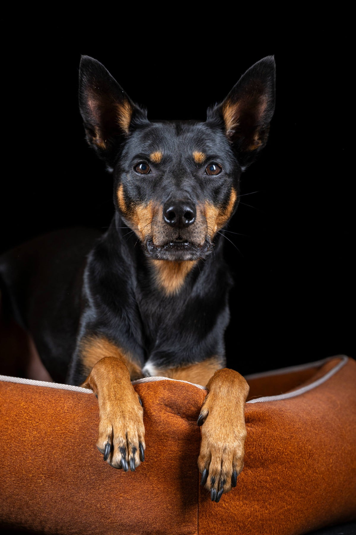 LABONI ORTHO Hundebett  - BUFFALO CAMEL