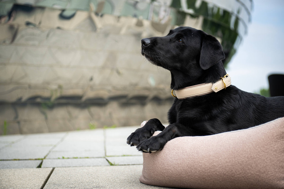 AMICI IVORY - Stilvolles Nappa-Halsband