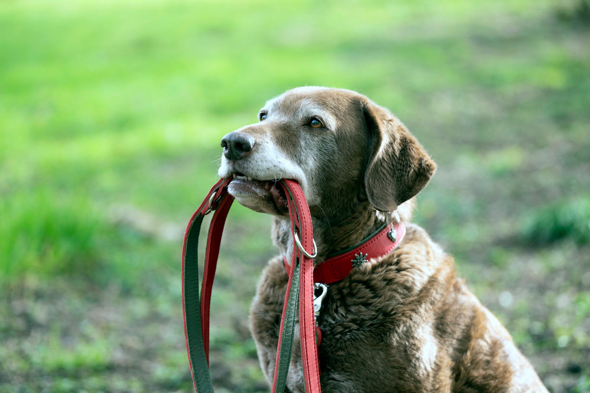 EDELWEISS - Elegantes Hundehalsband