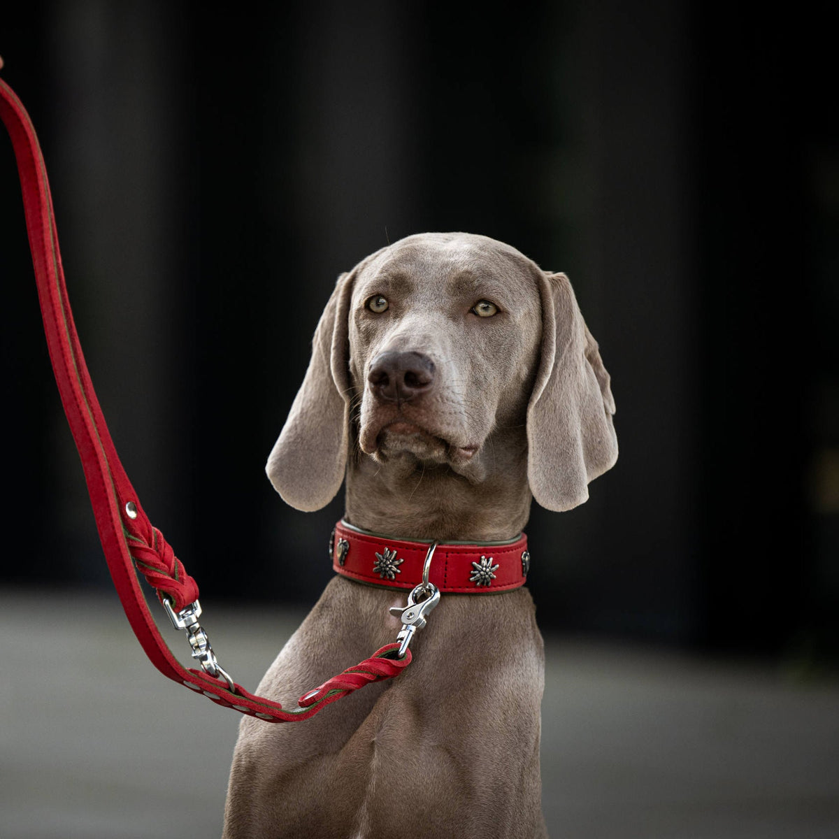 EDELWEISS - Elegantes Hundehalsband