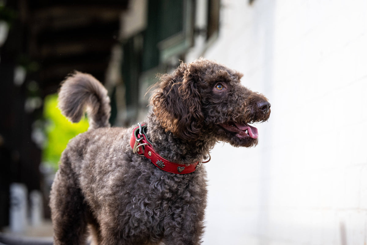 EDELWEISS - Elegantes Hundehalsband