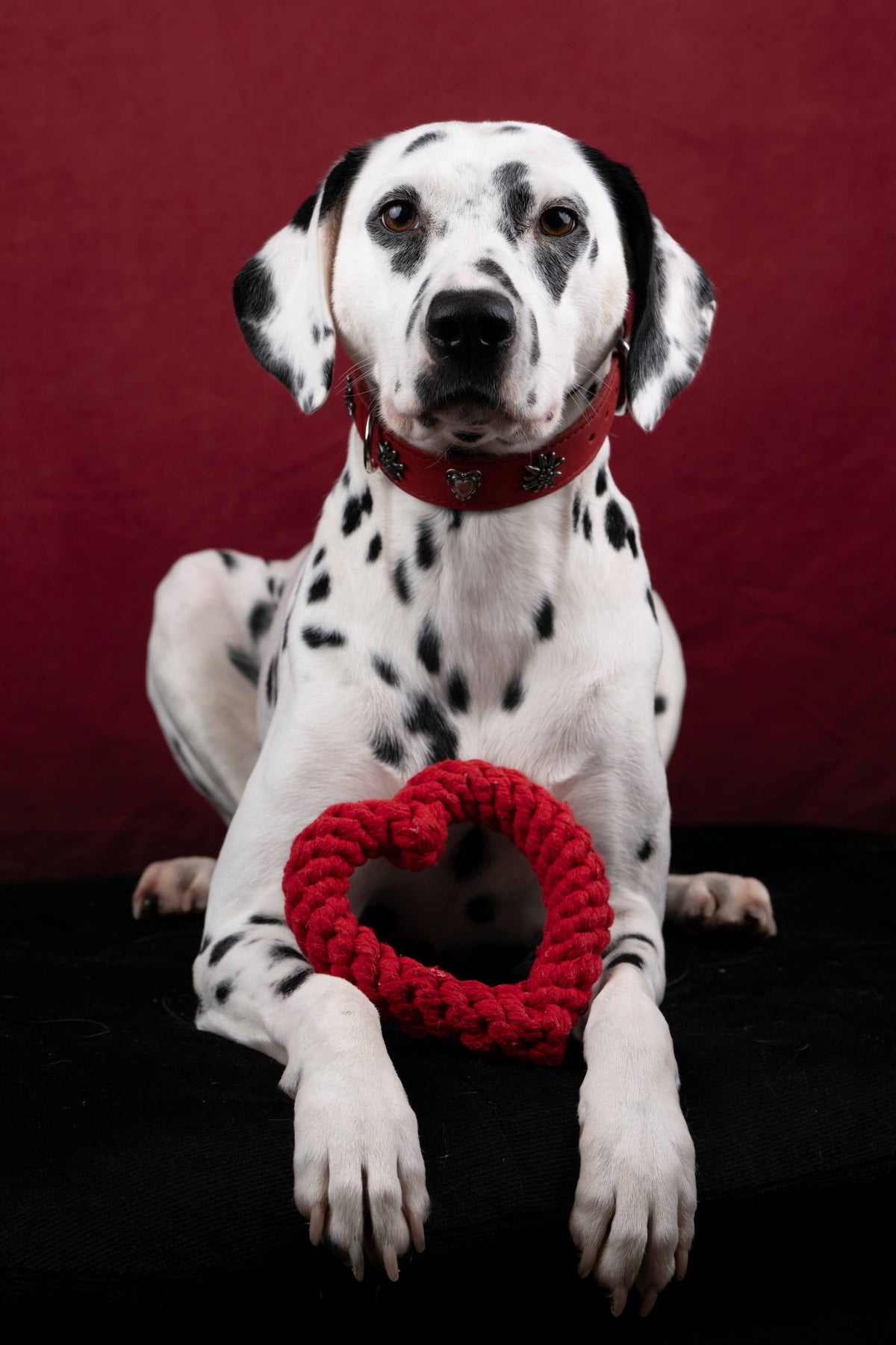 EDELWEISS - Elegantes Hundehalsband