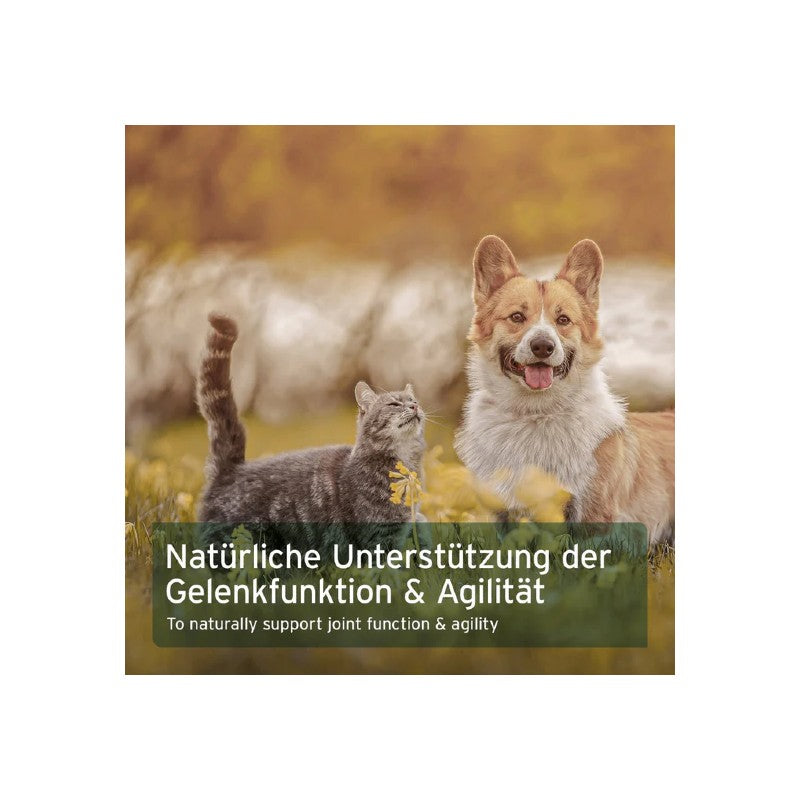 AniForte Afrikanische Teufelskralle