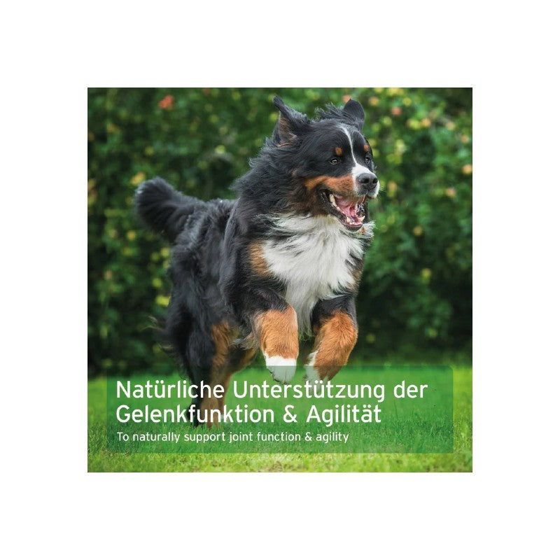 AniForte AgilityVET Gelenk-Hund-Tabletten