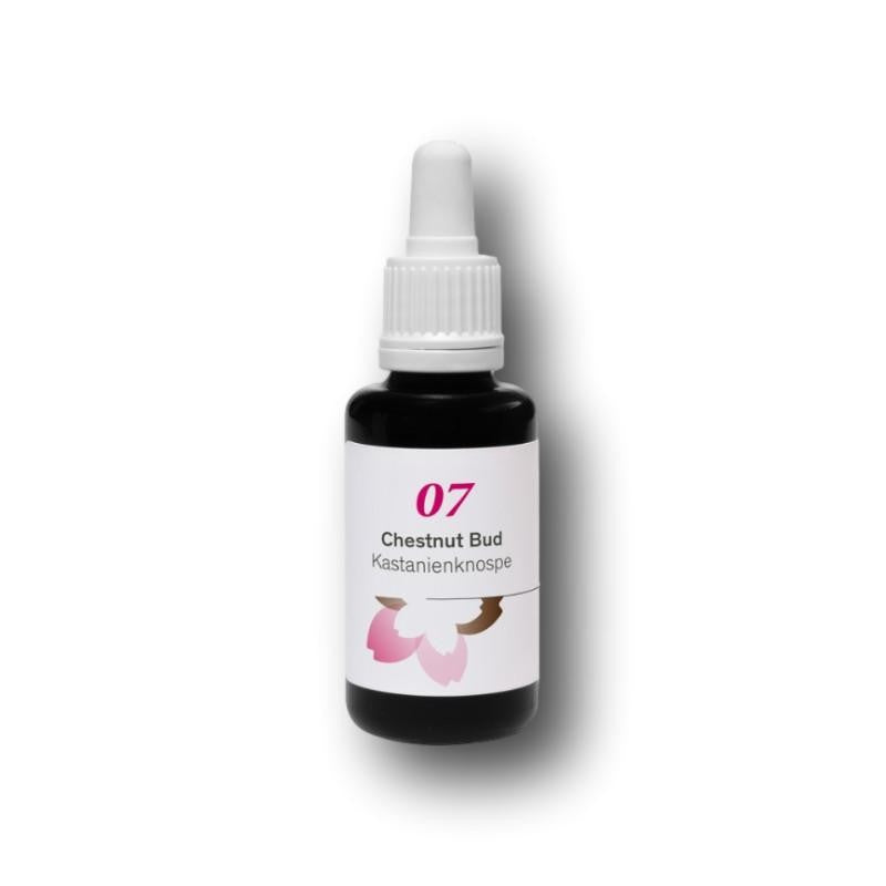 Phytodor Nr. 07 - Chestnut Bud / Kastanienknopse